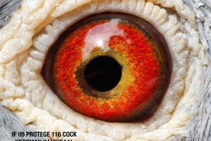 116 cock