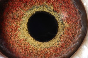 2033 cock. This is the eye of AU 07 CBS 2033, my Jan Aarden cockbird.
