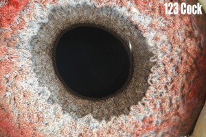 123 cock. Here is the eye of my Blue Miracle x 969 cockbird. I've gotten a lot of good feedback about his eye and so far he hasn't dissapointed as a racer or a breeder. He bred a 2nd place 200-mile in his first year.