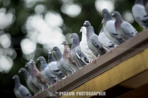 pigeons_loftfly