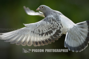 pigeons_flying