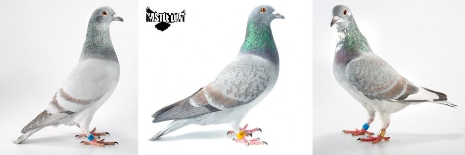 mosaic recessive opal homing racing pigeons
