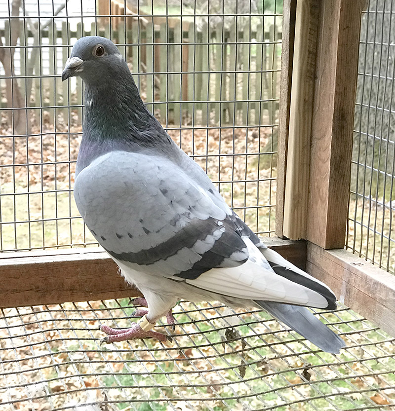 recessive opal pigeon