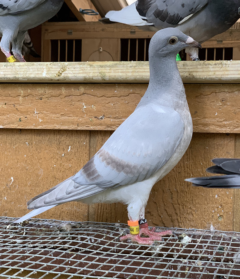 recessive opal pigeon