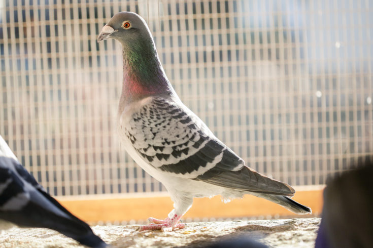 LDHA AA racing pigeon